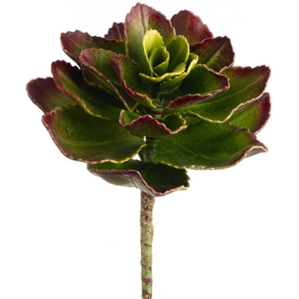 8"Echeveria Pick Gr/Bu 