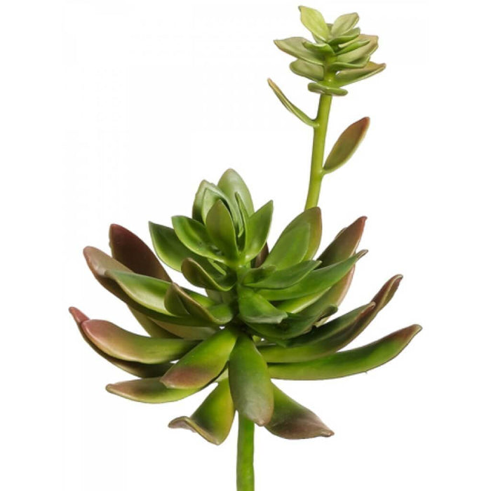 10"Echeveria Plant Gr 