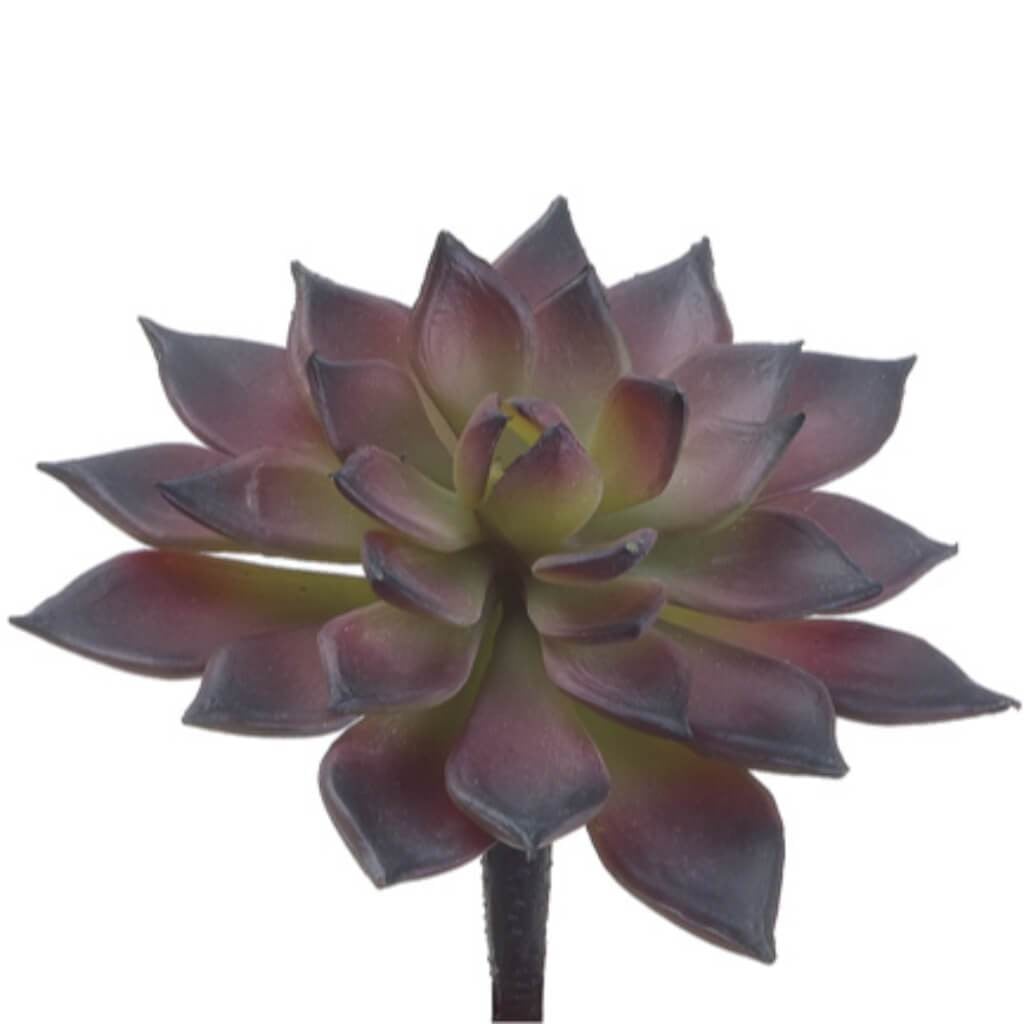 4.75"Mini Echev.Cactus Bu/Gr 