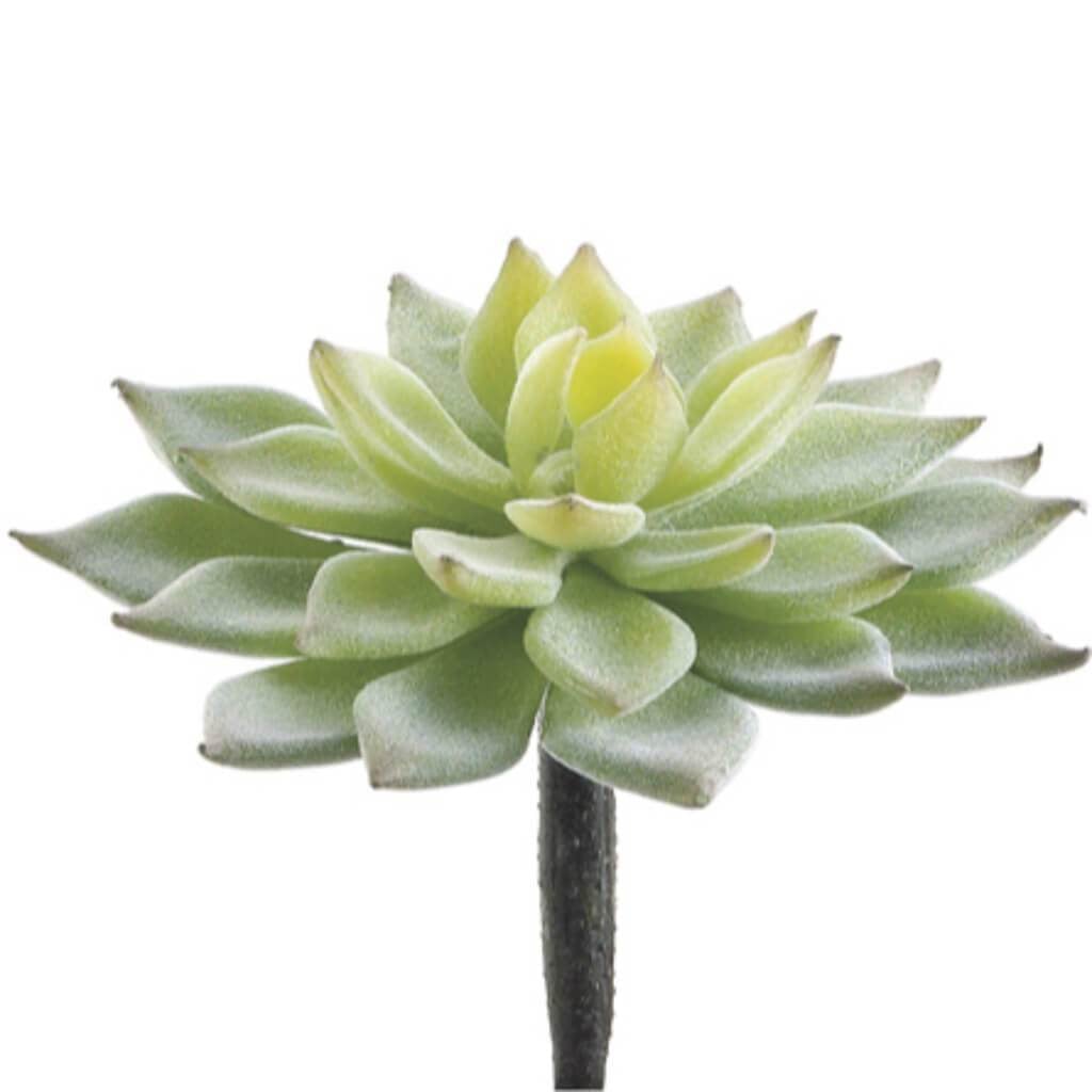 4.75"Mini Echev.Cactus Gr/Fk 