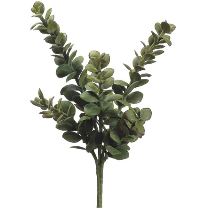 13"Jade Plant Gr 