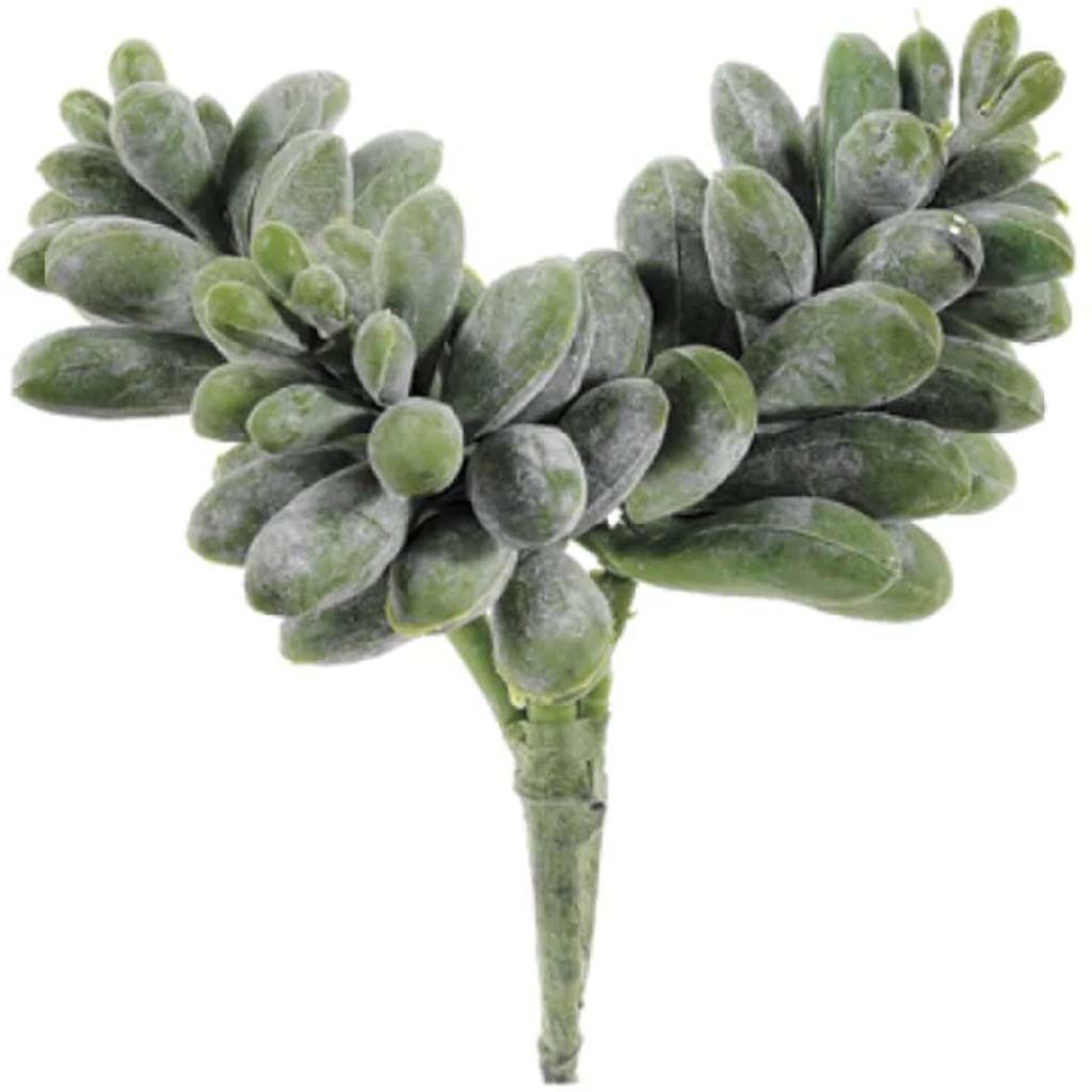 6"Sedum Pick Gr 