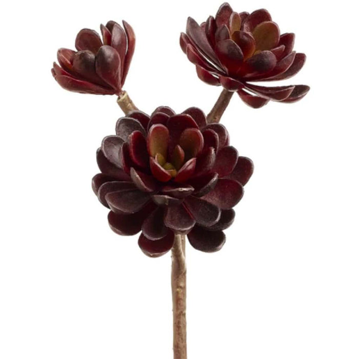 10"Hen And Chicks Stem X3 Bu 