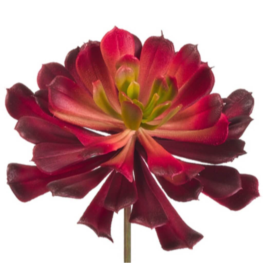 4"Aeonium Pick 1L Re/Bu 