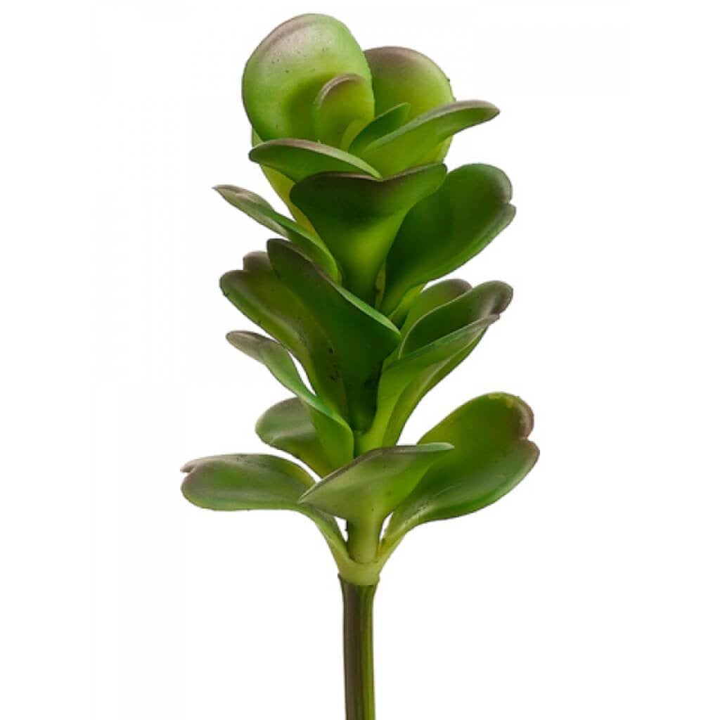 8.5"Kalanchoe Pick Gr 