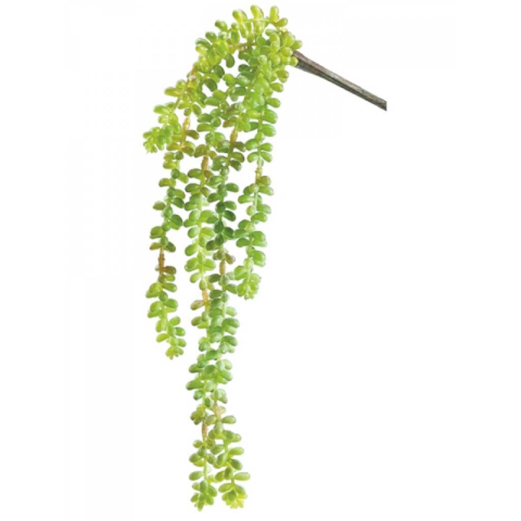 Sedum Vine Gr 19in 