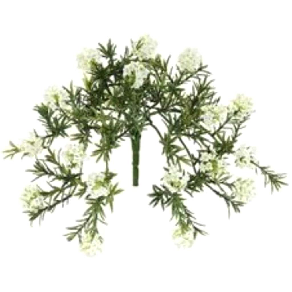 9"Dorrit Bush Cr 