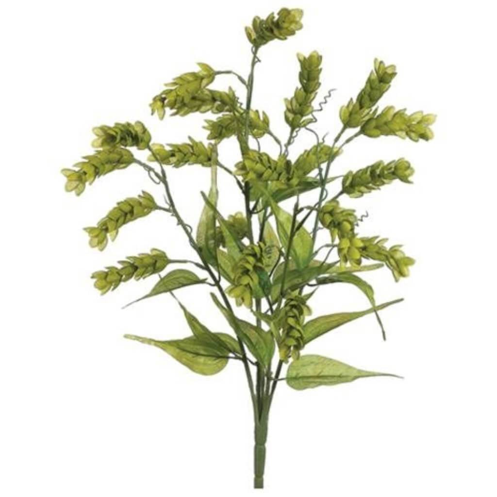 24"Hops Bush X5 Gr 