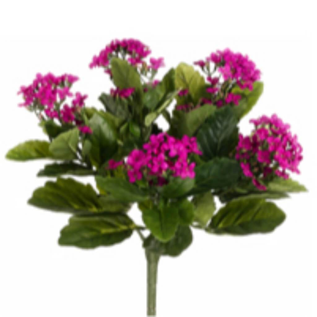 13.5"Kalanchoe Bu.X5 150F Fu 