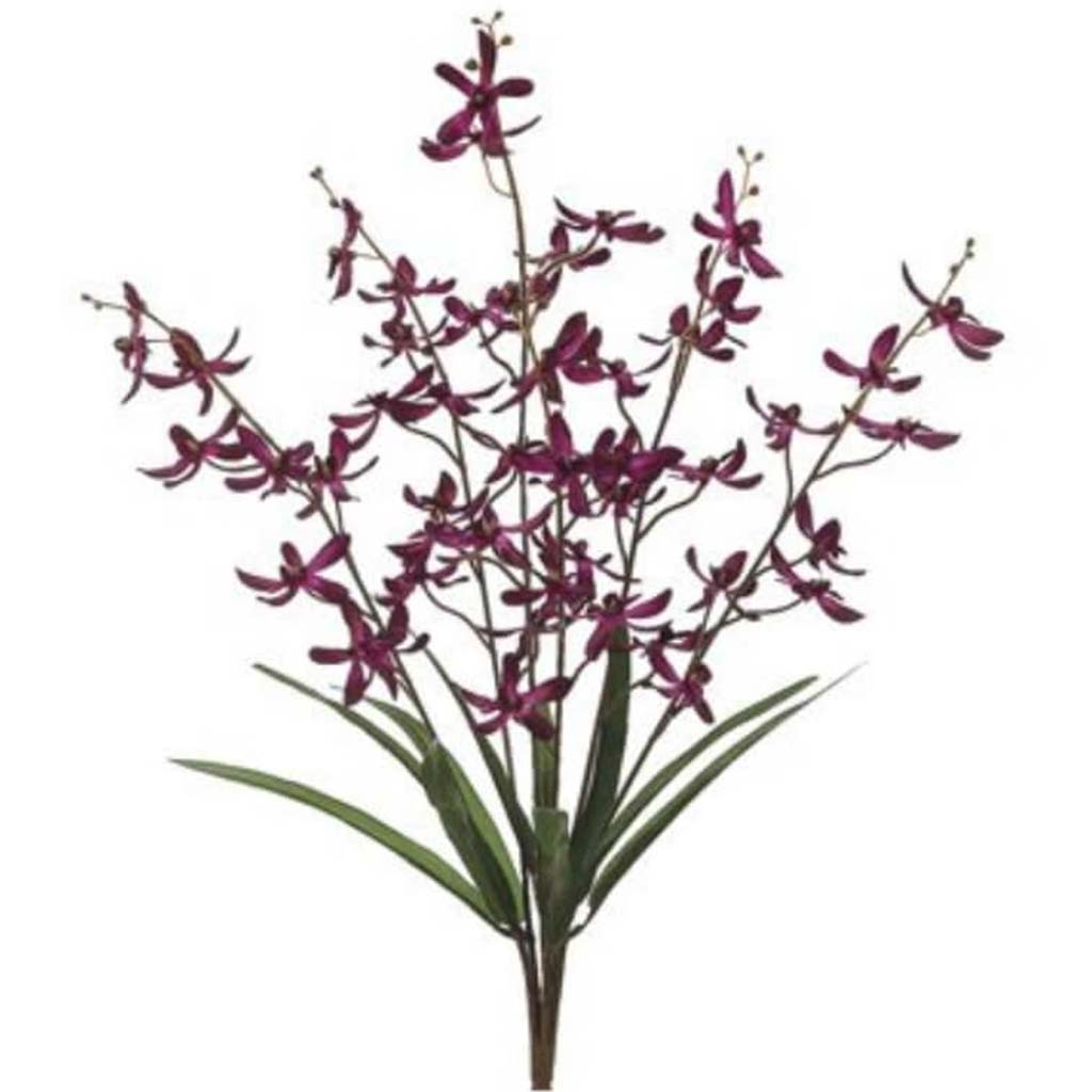 25&quot;Singapore Orchid Bu.X6 Ep 