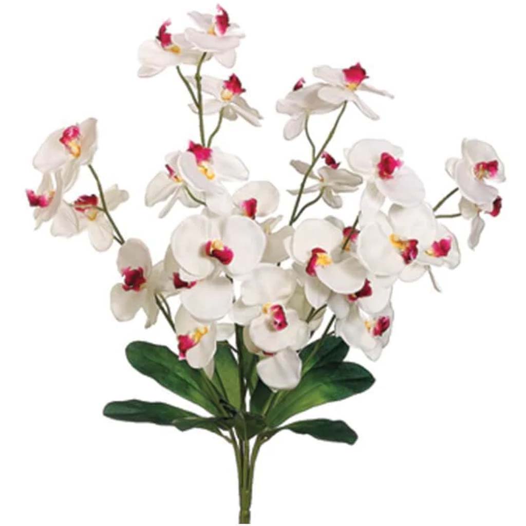 24&quot;Phalaenopsis Orchid Bush X6 