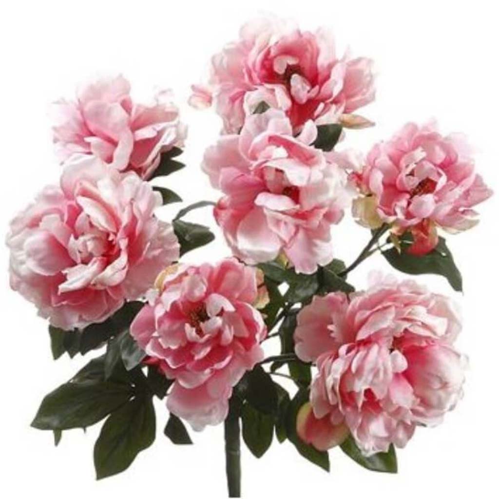 20"Imperial Peony Bush X7 Pkcr 