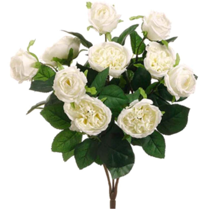 16"Cabbage Rose Bush X10 Cr 