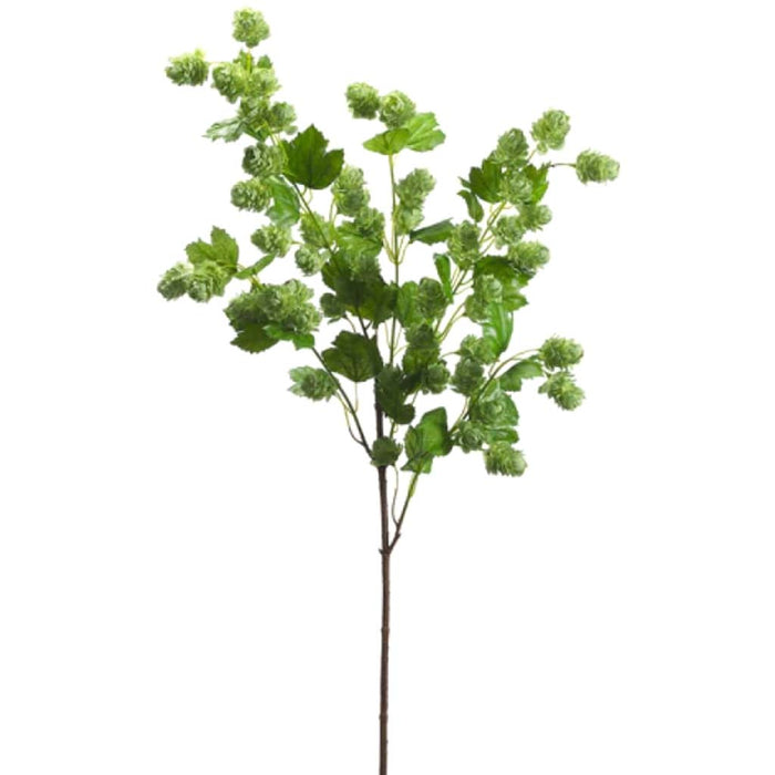 40"Hops Spray Gr 