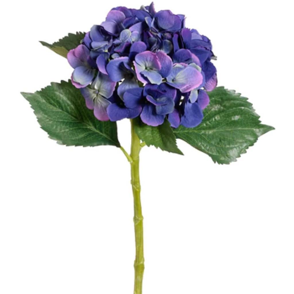 19"Lg Single Hydrangea Sp.Blhe 