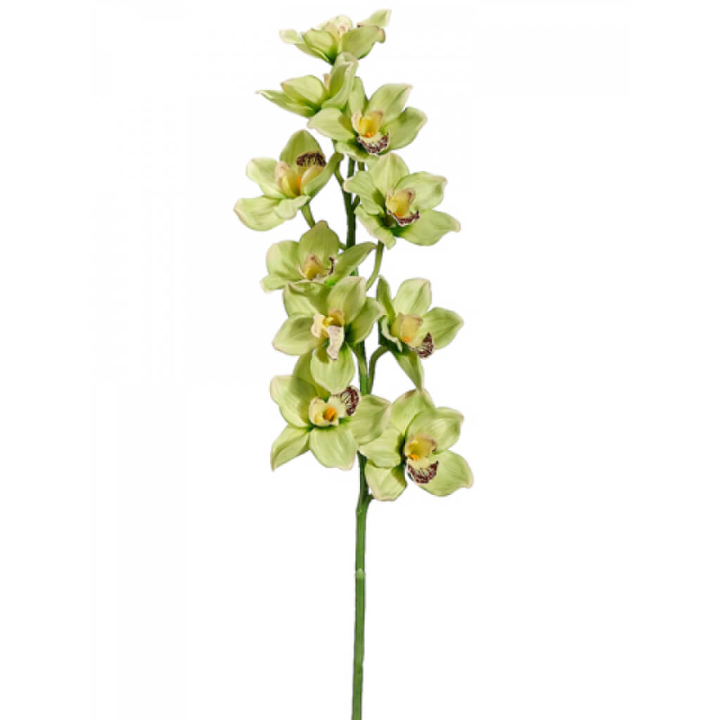 Cymbidium Orchid Spray Green Burgundy, 36in