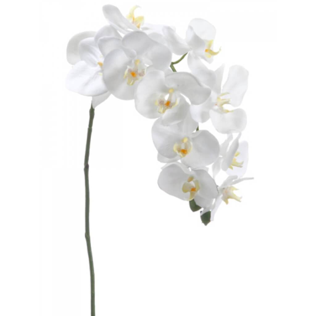 37"Phalaenopsis Spray Cr 