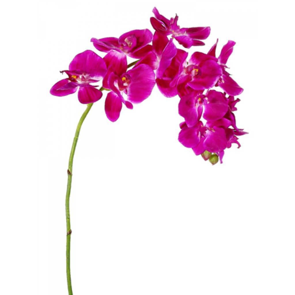 37"Phalaenopsis Spray Oc 