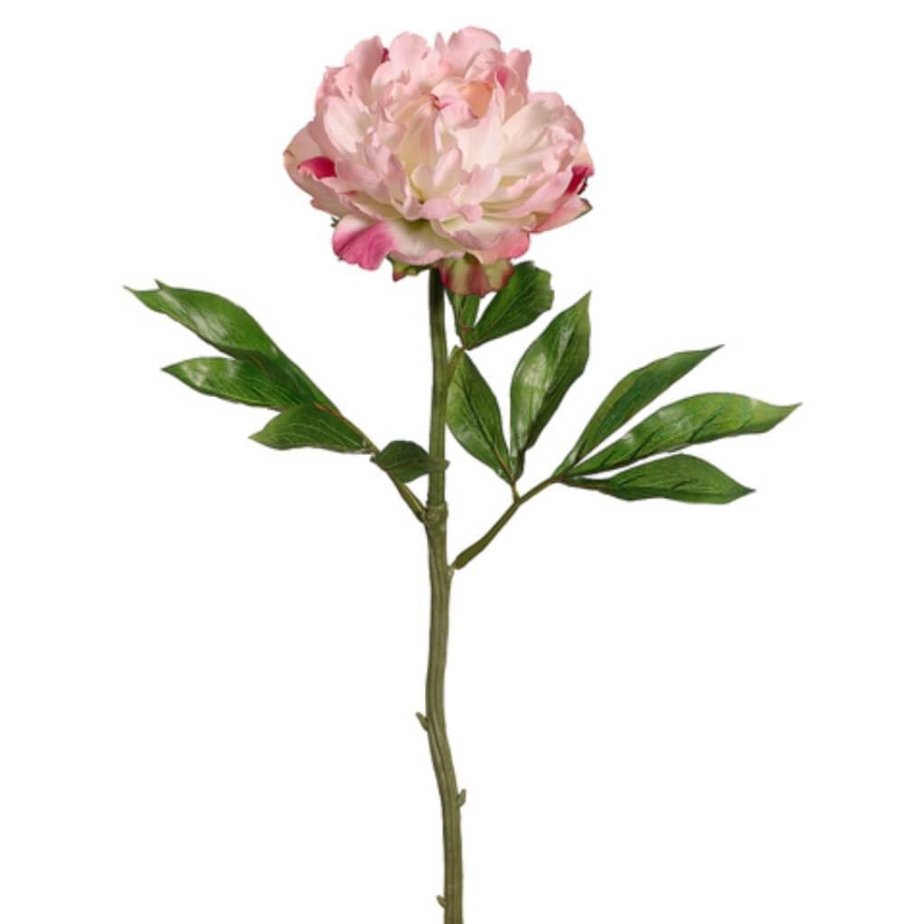 22&quot;Lx5.5&quot;D Peony Spray Pk/Bt 