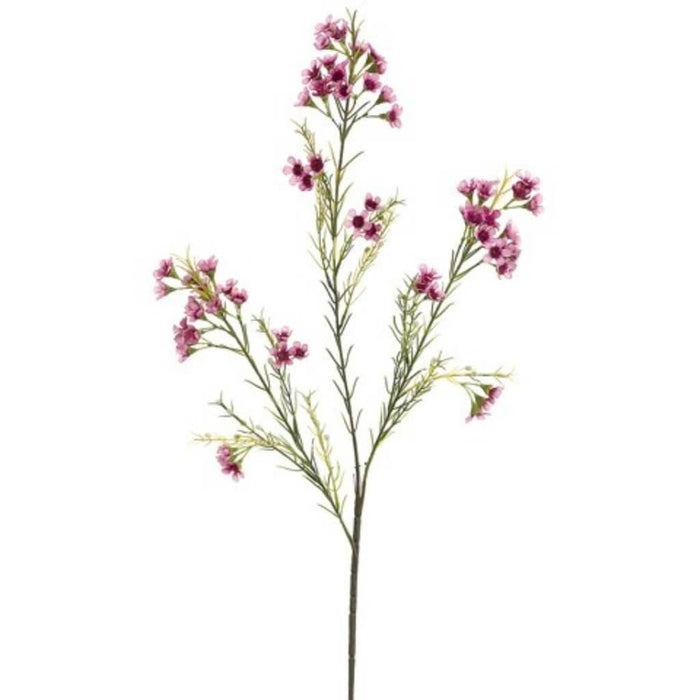 Waxflower Sp.X3 Mv/Pk 27in 
