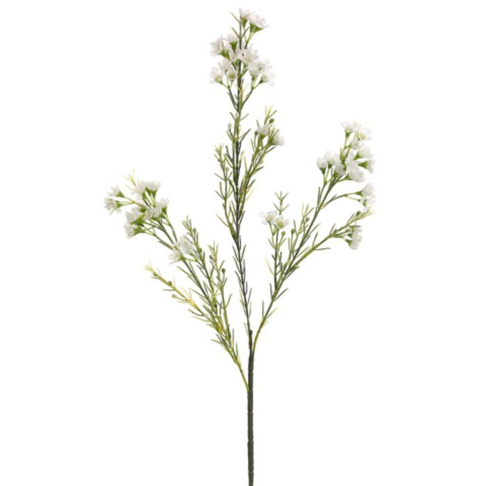 27"Waxflower Sp.X3 Wh 
