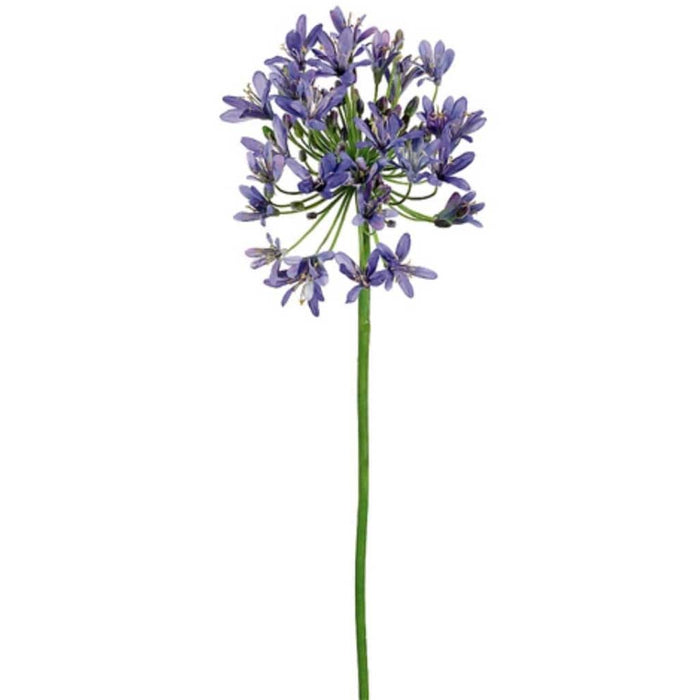 36"Agapanthus Spray Pu 