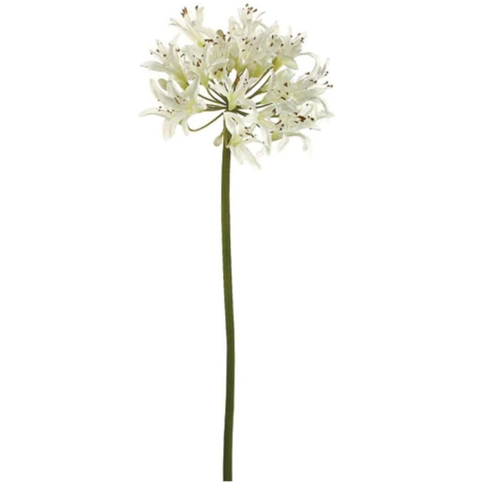 32"Lg Agapanthus Spray Cr 