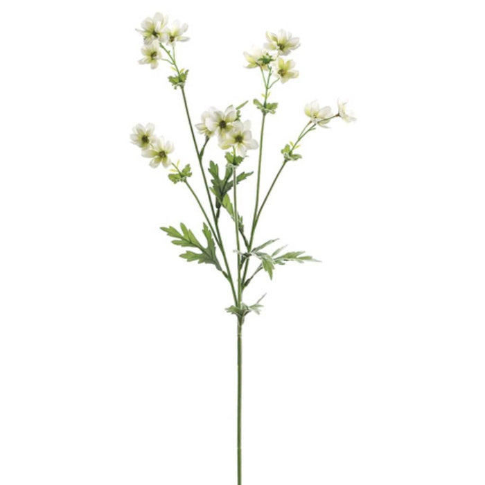 27.5"Baby Cosmos Sp.X5 Cr 