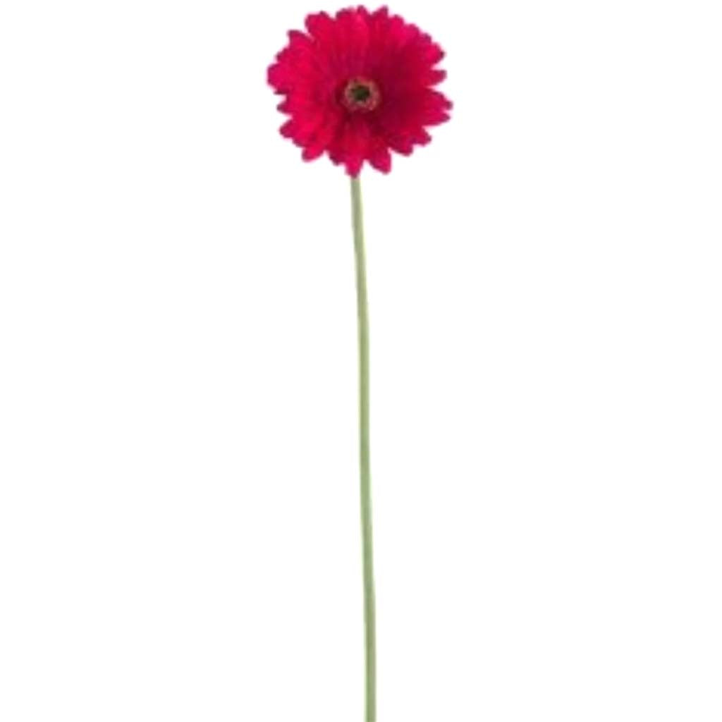 24&quot;Rt Gerbera Daisy Sp.X1 Btre 