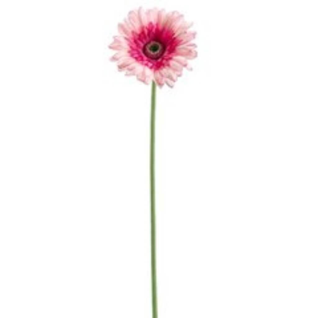 24&quot;Rt Gerbera Daisy Sp.X1 Pktt 