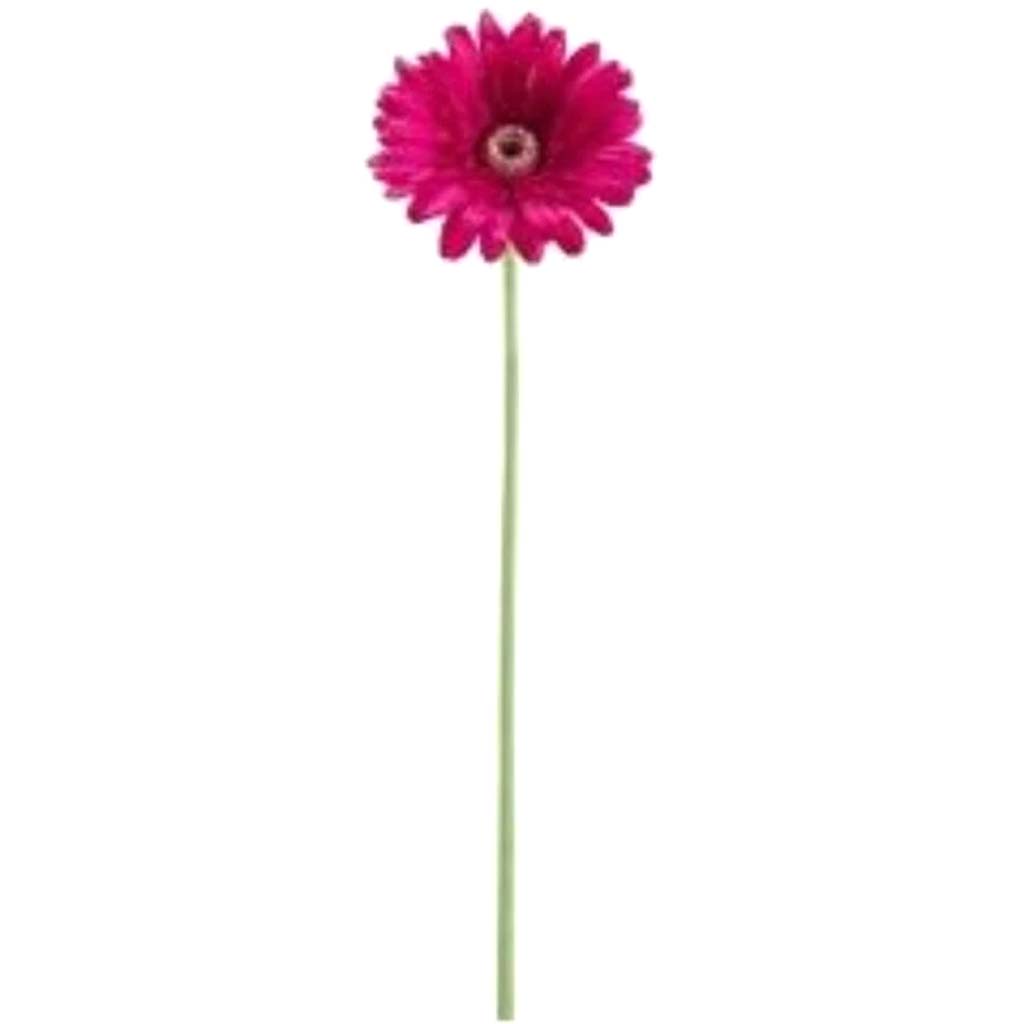 24&quot;Rt Gerbera Daisy Sp.X1 Wi 