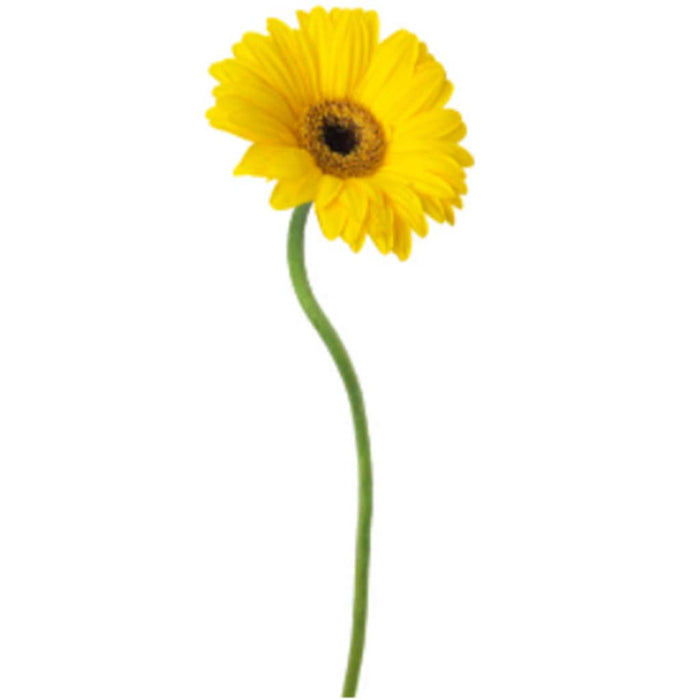 24"Rt Gerbera Daisy Sp.X1 Ye 