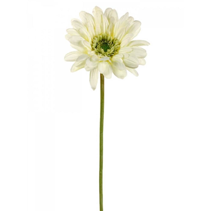 21.5"Md Gerbera Daisy Sp.Cr 