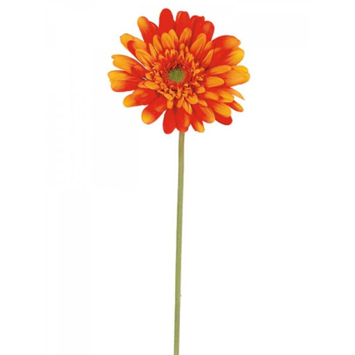 21.5"Md Gerbera Daisy Sp.Or 