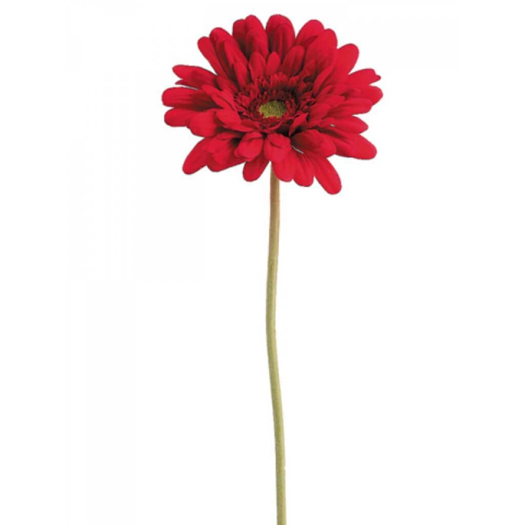 21.5&quot;Md Gerbera Daisy Sp.Re 