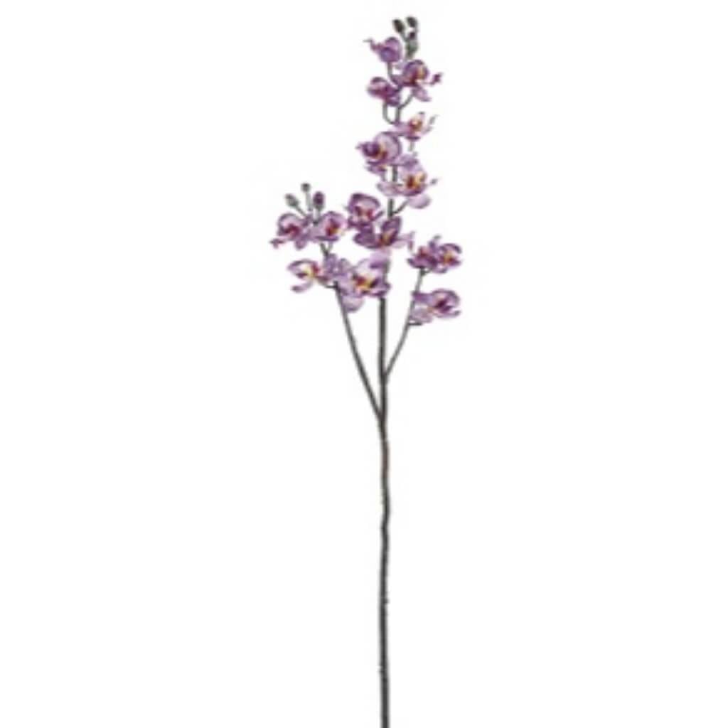 32"Baby Phalaenopsis Sp. Oc 