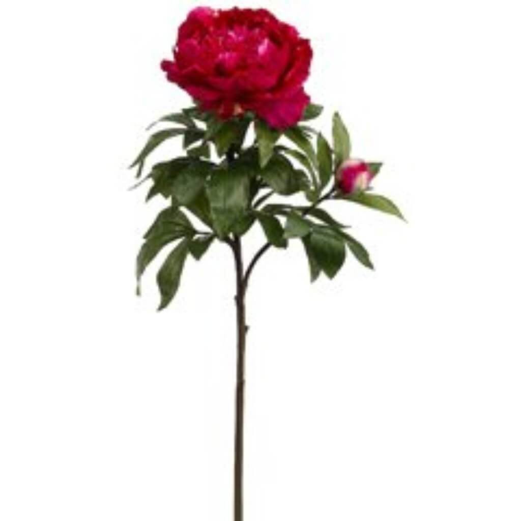 36"Rt King Peony Sp.1F1B Bt/Tt 