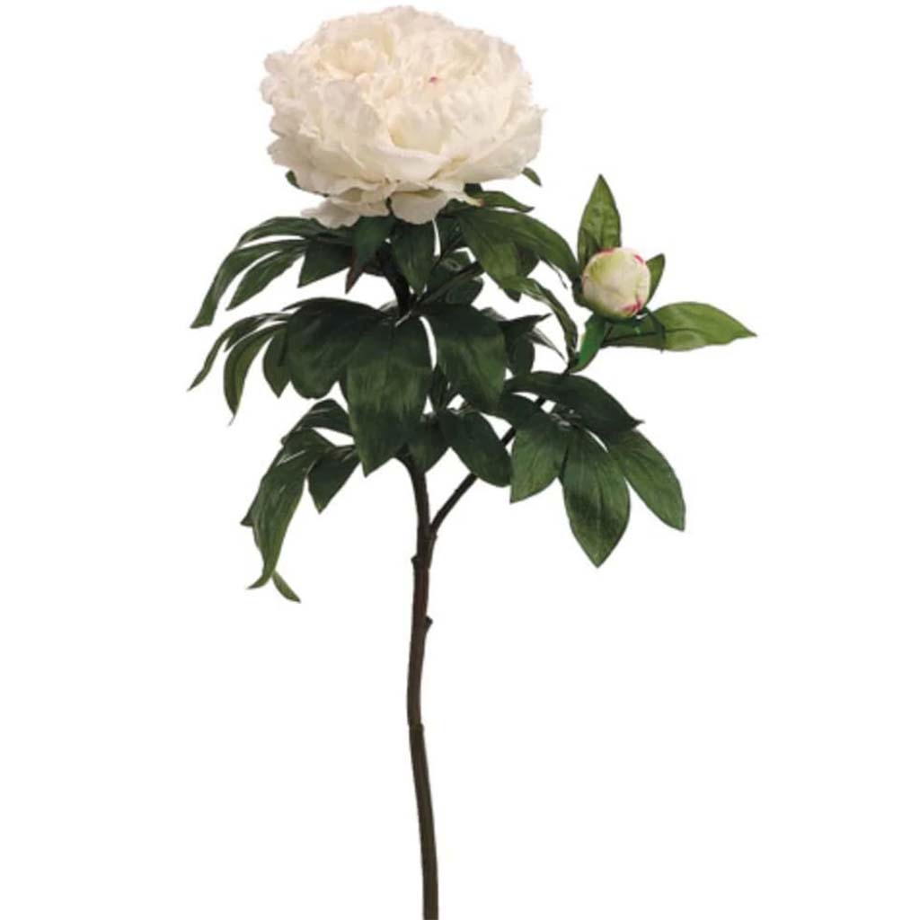 36"Rt King Peony Sp.1F1B Cr/Bt 