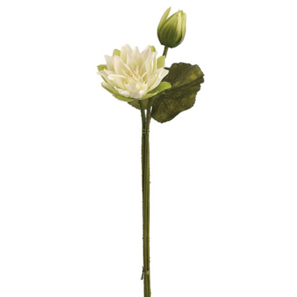 31"Water Lily Bundle Cr 