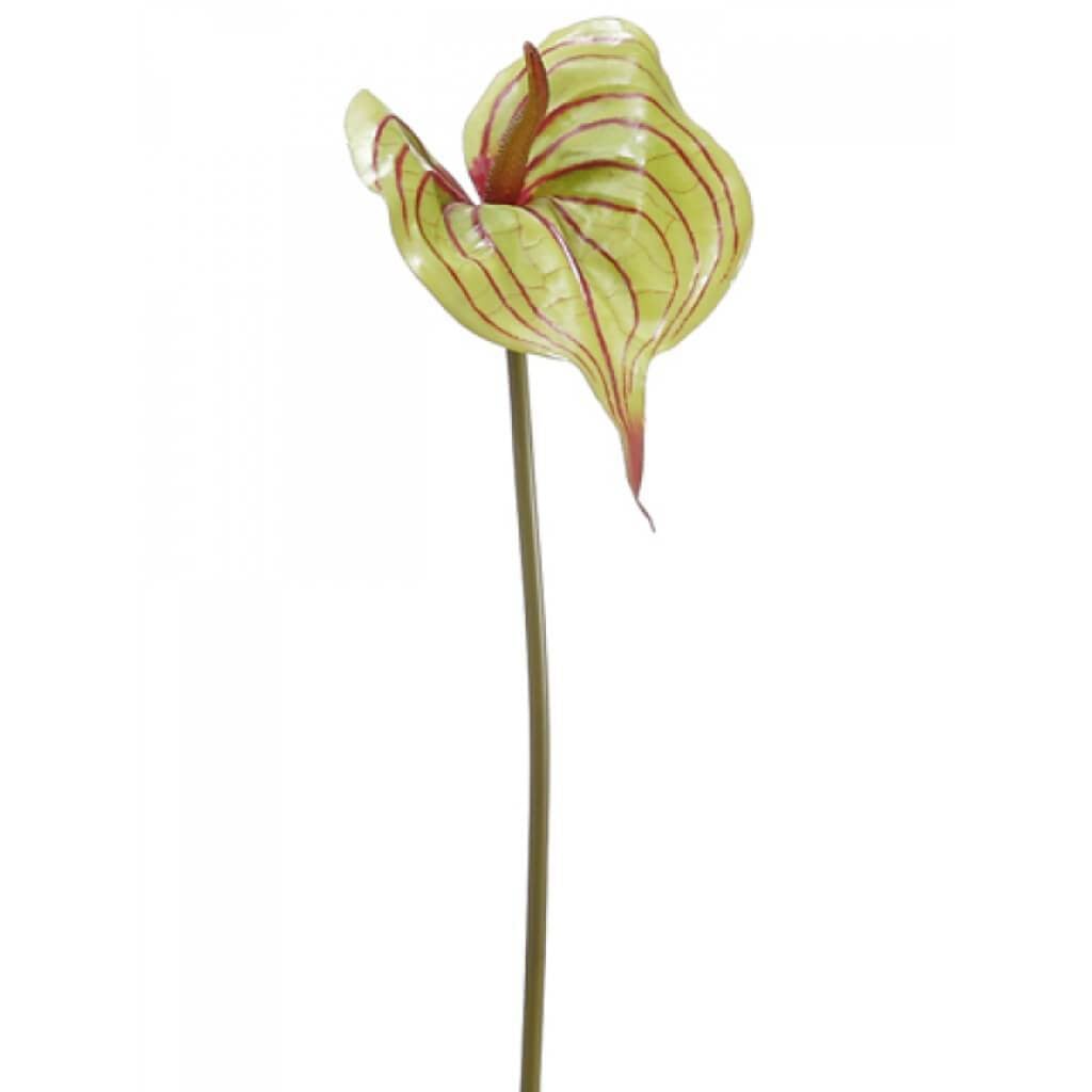 25"Anthurium Spray Gr/Bu 