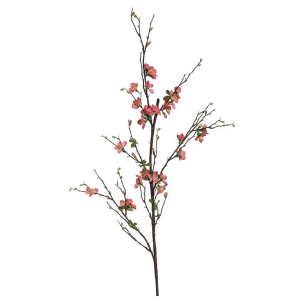 57"Quince Blossom Branch Sa 