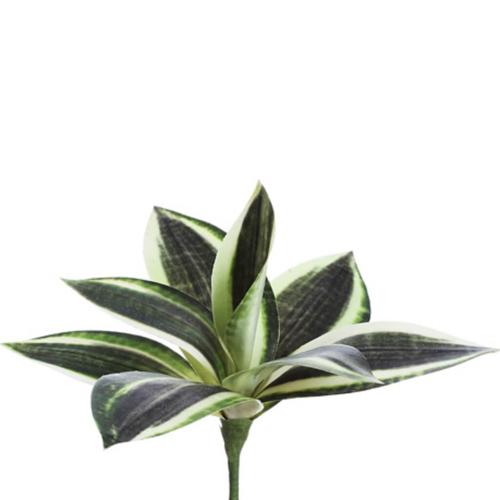 8"Mini Bromeliad Plant Vg 