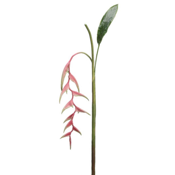 60"Heliconia Hg/Sp. Pk/Gr 