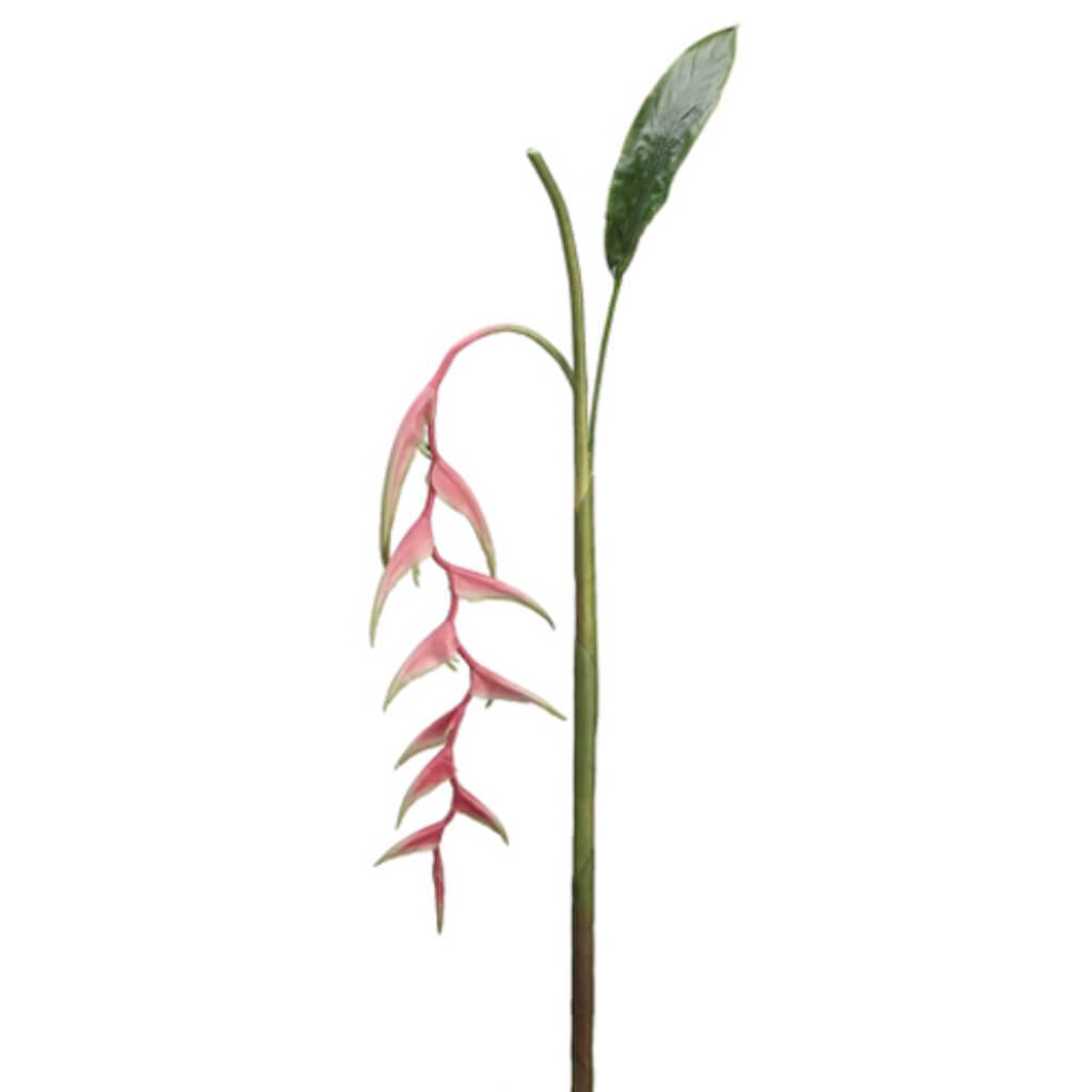 60"Heliconia Hg/Sp. Pk/Gr 
