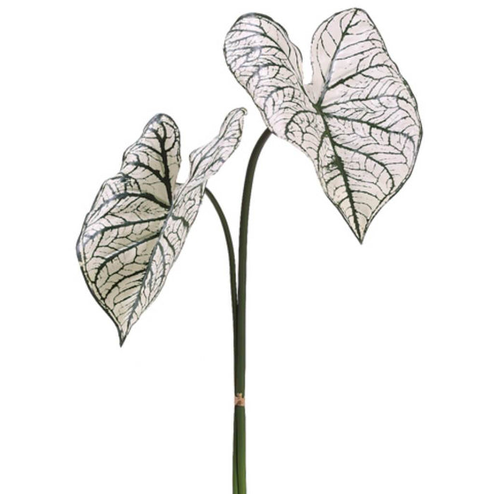 30"Caladium Lf Spray X2 Cr/Gr 