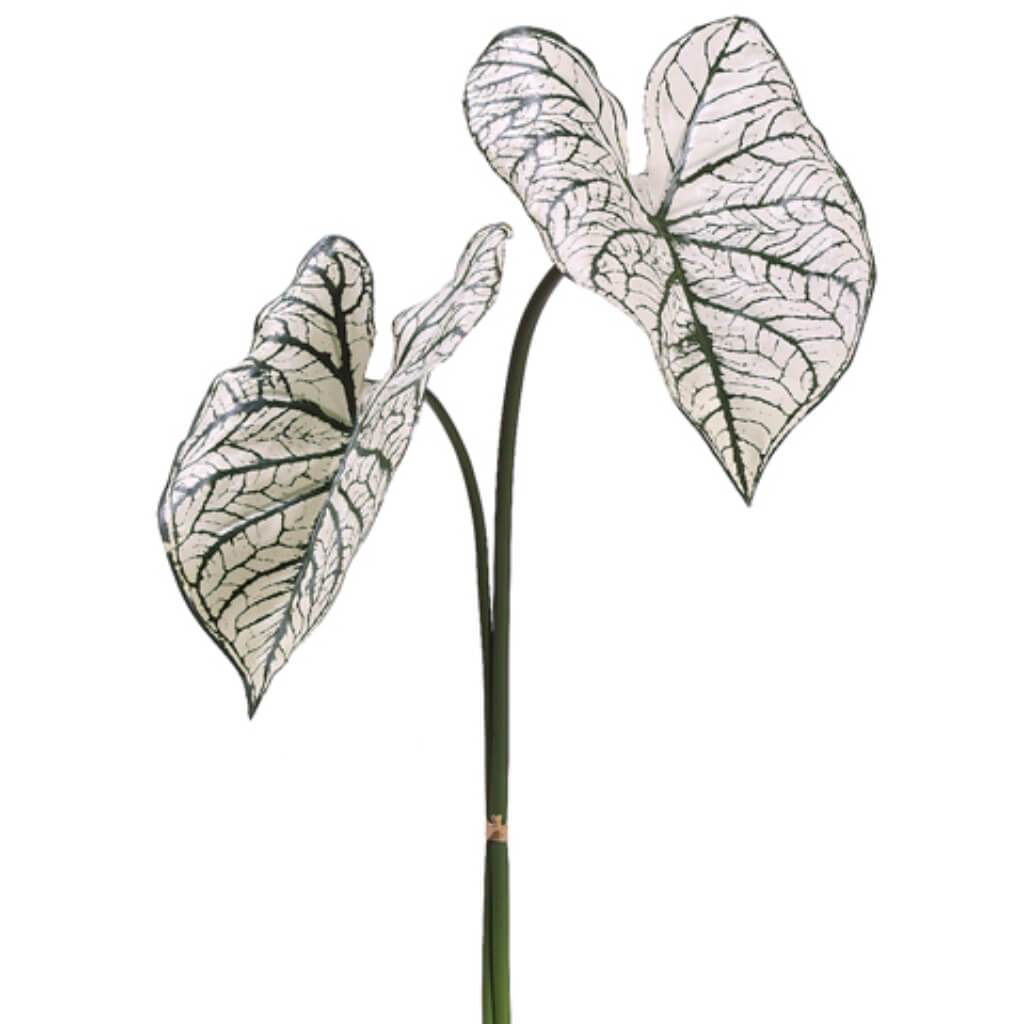30"Caladium Lf Spray X2 Cr/Gr 