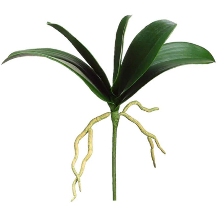 12"Phalaenopsis Leaf Plant Gr 