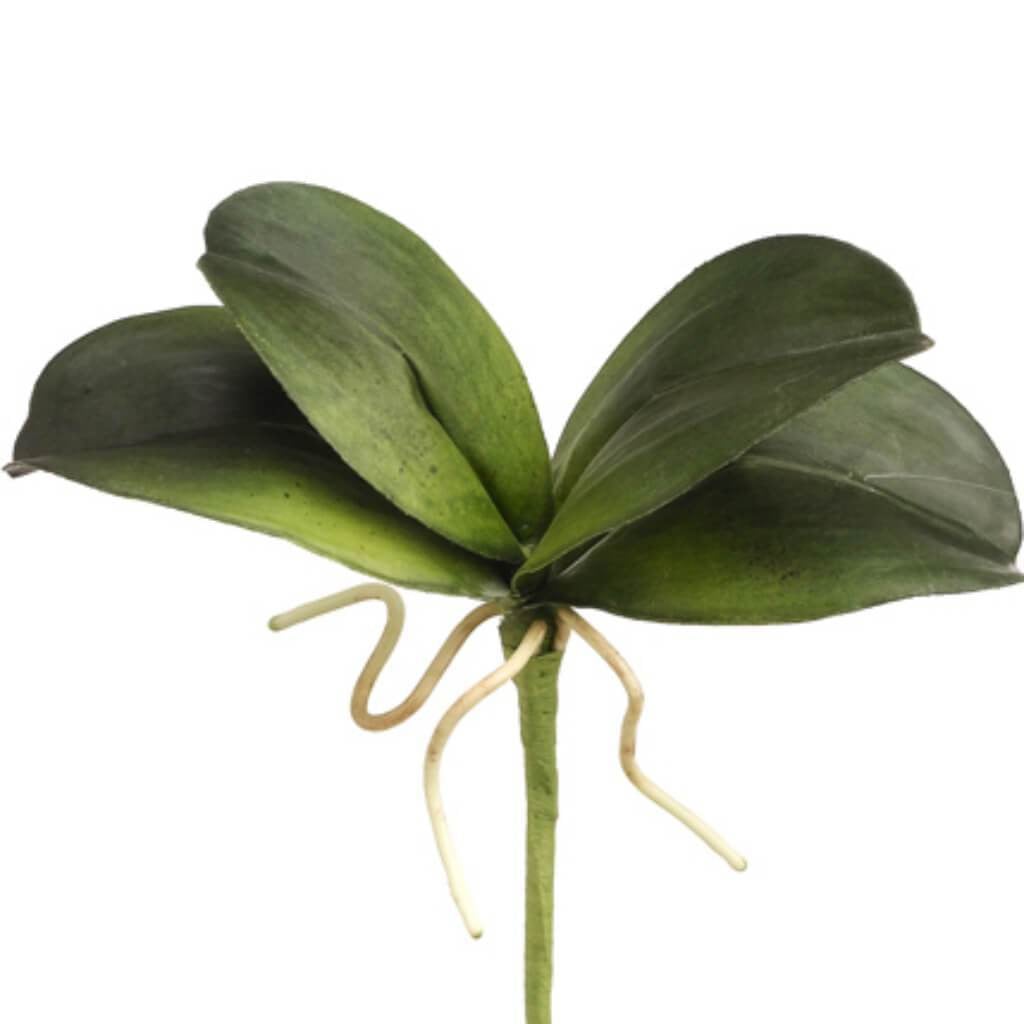 8"Mini Phalaen. Lf Plant Gr 