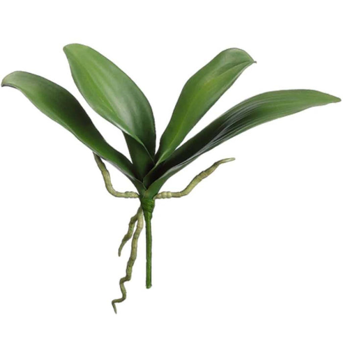 12"Phalaenopsis Leaf Plant Gr 