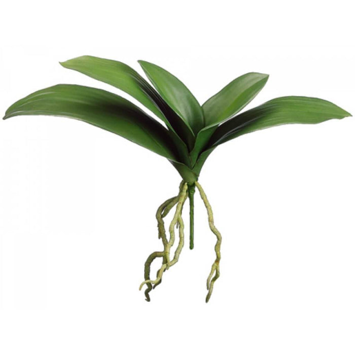 15"Phalaenopsis Leaf Plant Gr 
